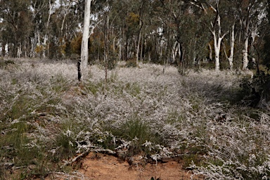 APII jpeg image of Leptospermum multicaule  © contact APII