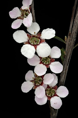 APII jpeg image of Leptospermum multicaule  © contact APII