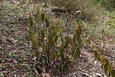 APII jpeg image of Lasiopetalum longistamineum  © contact APII