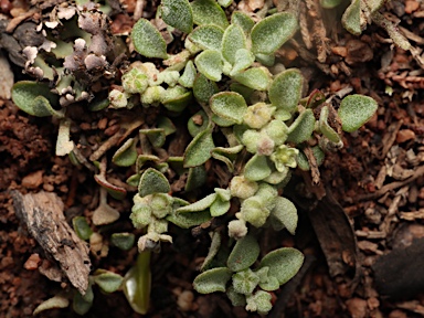 APII jpeg image of Chenopodium desertorum subsp. microphyllum  © contact APII