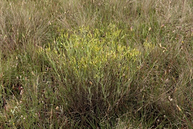 APII jpeg image of Senecio quadridentatus  © contact APII