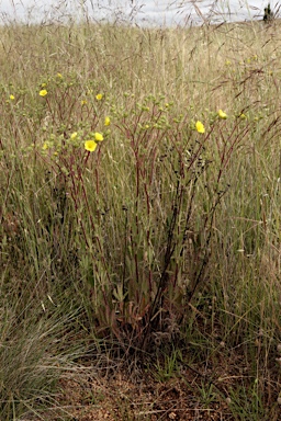 APII jpeg image of Actinodium cunninghamii,<br/>Potentilla recta  © contact APII