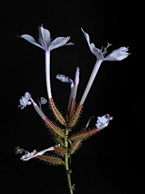 APII jpeg image of Plumbago zeylanica  © contact APII