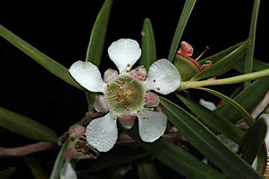 APII jpeg image of Leptospermum petersonii  © contact APII