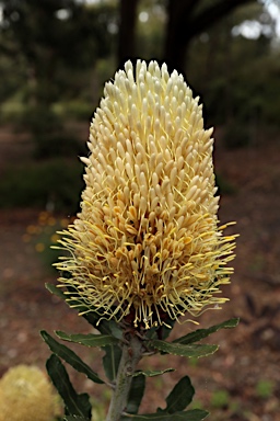 APII jpeg image of Banksia sceptrum  © contact APII