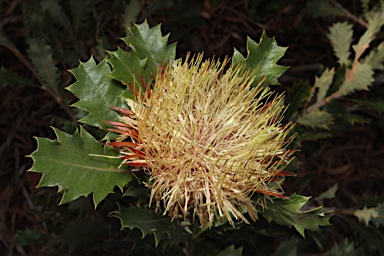 APII jpeg image of Banksia heliantha  © contact APII