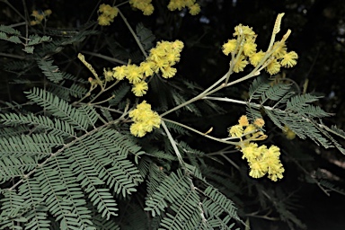 APII jpeg image of Acacia silvestris  © contact APII