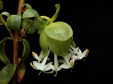 APII jpeg image of Pimelea bracteata  © contact APII