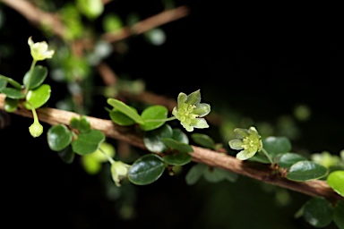 APII jpeg image of Phyllanthus microcladus subsp. microcladus  © contact APII