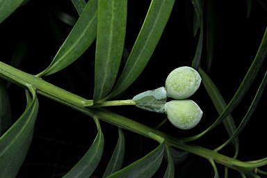 APII jpeg image of Podocarpus elongatus  © contact APII