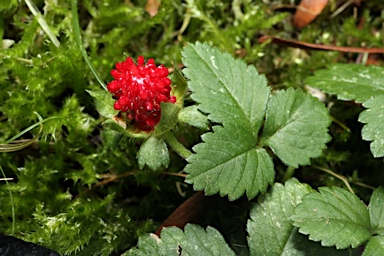 APII jpeg image of Potentilla indica  © contact APII