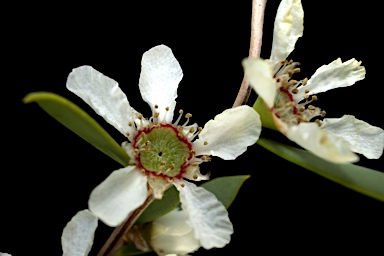 APII jpeg image of Leptospermum coriaceum  © contact APII