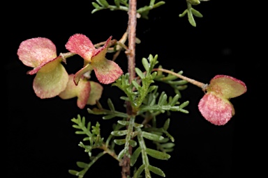 APII jpeg image of Dodonaea subglandulifera  © contact APII