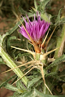 APII jpeg image of Centaurea calcitrapa  © contact APII