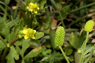 APII jpeg image of Ranunculus sceleratus subsp. sceleratus  © contact APII