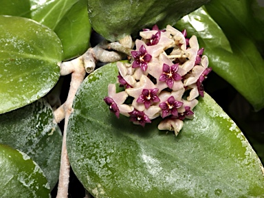 APII jpeg image of Hoya aldrichii  © contact APII