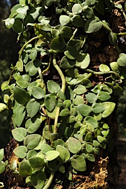 APII jpeg image of Rhaphidophora pachyphylla  © contact APII