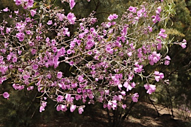 APII jpeg image of Prostanthera cineolifera  © contact APII