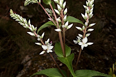 APII jpeg image of Veronica derwentiana subsp. derwentiana  © contact APII