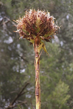 APII jpeg image of Doryanthes excelsa '(White flowers)'  © contact APII
