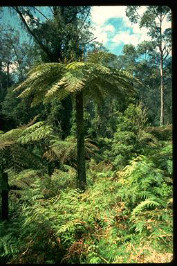 APII jpeg image of Cyathea australis  © contact APII