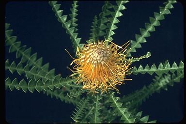 APII jpeg image of Banksia nobilis  © contact APII