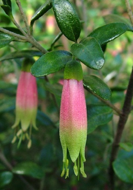 APII jpeg image of Correa glabra var. turnbullii 'Mt Barker Beauty'  © contact APII