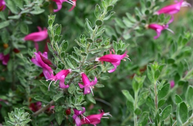 APII jpeg image of Eremophila 'Beryl's Lipstick'  © contact APII