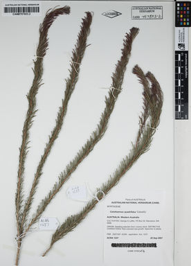 APII jpeg image of Calothamnus quadrifidus 'CalredGL'  © contact APII