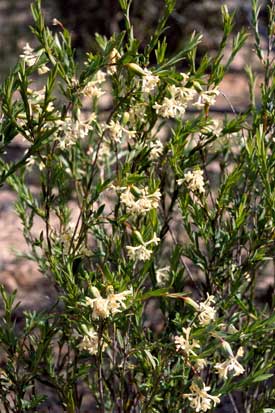 APII jpeg image of Pimelea stricta  © contact APII