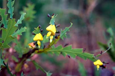 APII jpeg image of Bossiaea bossiaeoides  © contact APII