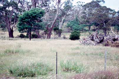 APII jpeg image of Acacia axillaris  © contact APII