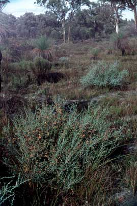 APII jpeg image of Xanthorrhoea,<br/>Daviesia brachyphylla  © contact APII