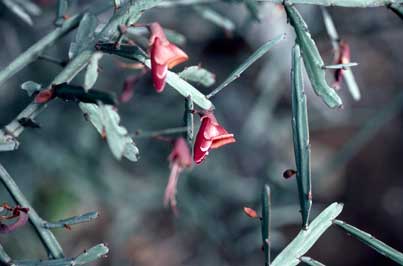 APII jpeg image of Bossiaea walkeri  © contact APII