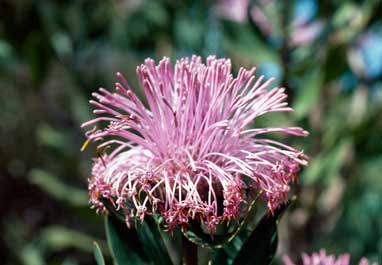 APII jpeg image of Isopogon latifolius  © contact APII