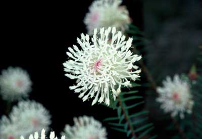 APII jpeg image of Pimelea spectabilis  © contact APII