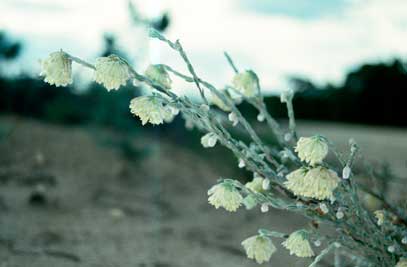 APII jpeg image of Pimelea octophylla  © contact APII