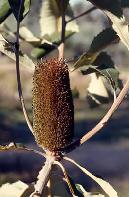 APII jpeg image of Banksia robur  © contact APII