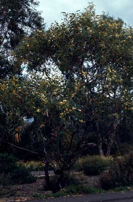 APII jpeg image of Eucalyptus flindersii  © contact APII