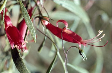 APII jpeg image of Eremophila decipiens  © contact APII