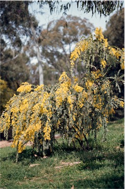 APII jpeg image of Acacia vestita  © contact APII