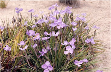 APII jpeg image of Patersonia sericea  © contact APII