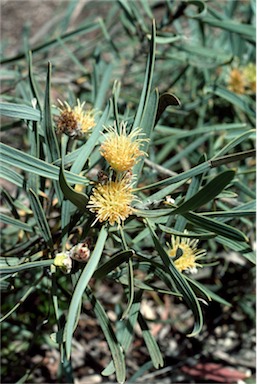 APII jpeg image of Hakea cinerea  © contact APII