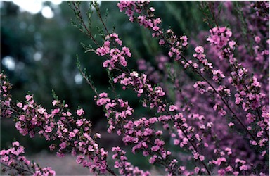 APII jpeg image of Kunzea affinis  © contact APII