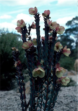 APII jpeg image of Pimelea physodes  © contact APII