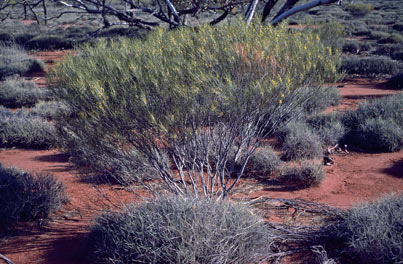 APII jpeg image of Acacia eremophila var. eremophila  © contact APII