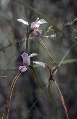 APII jpeg image of Diuris punctata  © contact APII