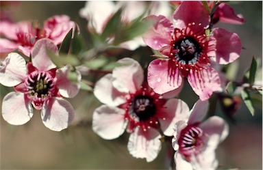 APII jpeg image of Leptospermum scoparium 'Lambethii'  © contact APII