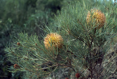 APII jpeg image of Banksia sphaerocarpa var. sphaerocarpa  © contact APII