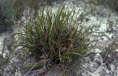 APII jpeg image of Conostylis phathyrantha  © contact APII